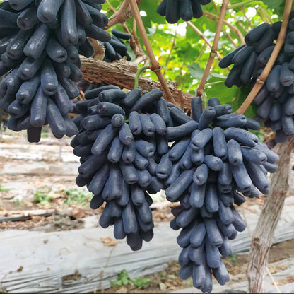 Sapphire Grapes Seeds🍇