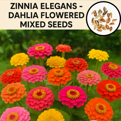 🌸Zinnia(Dahlia) Flowers Seeds + Free Plant Growth Supplement🌱 (BUY 1 GET 1 FREE)