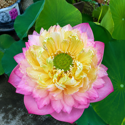 Lotus Tubers