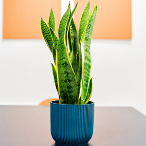 Snake Plant