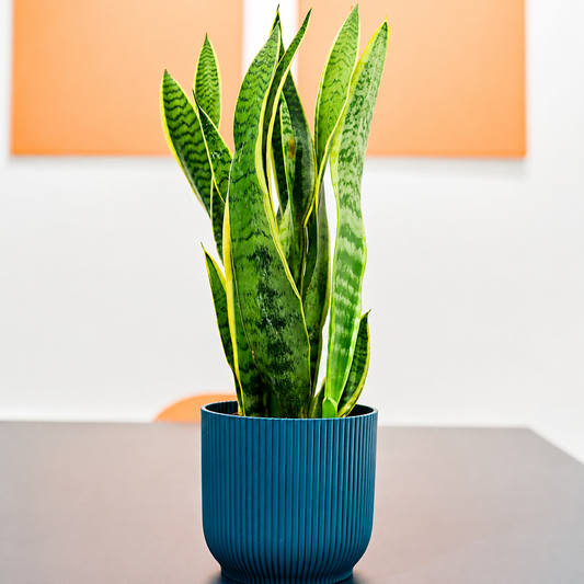 Snake Plant