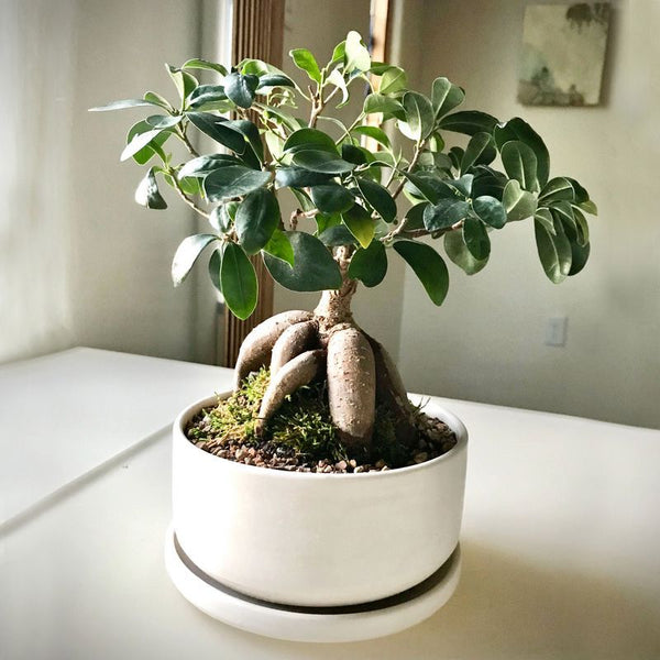 Ficus Bonsai Grafted Plant