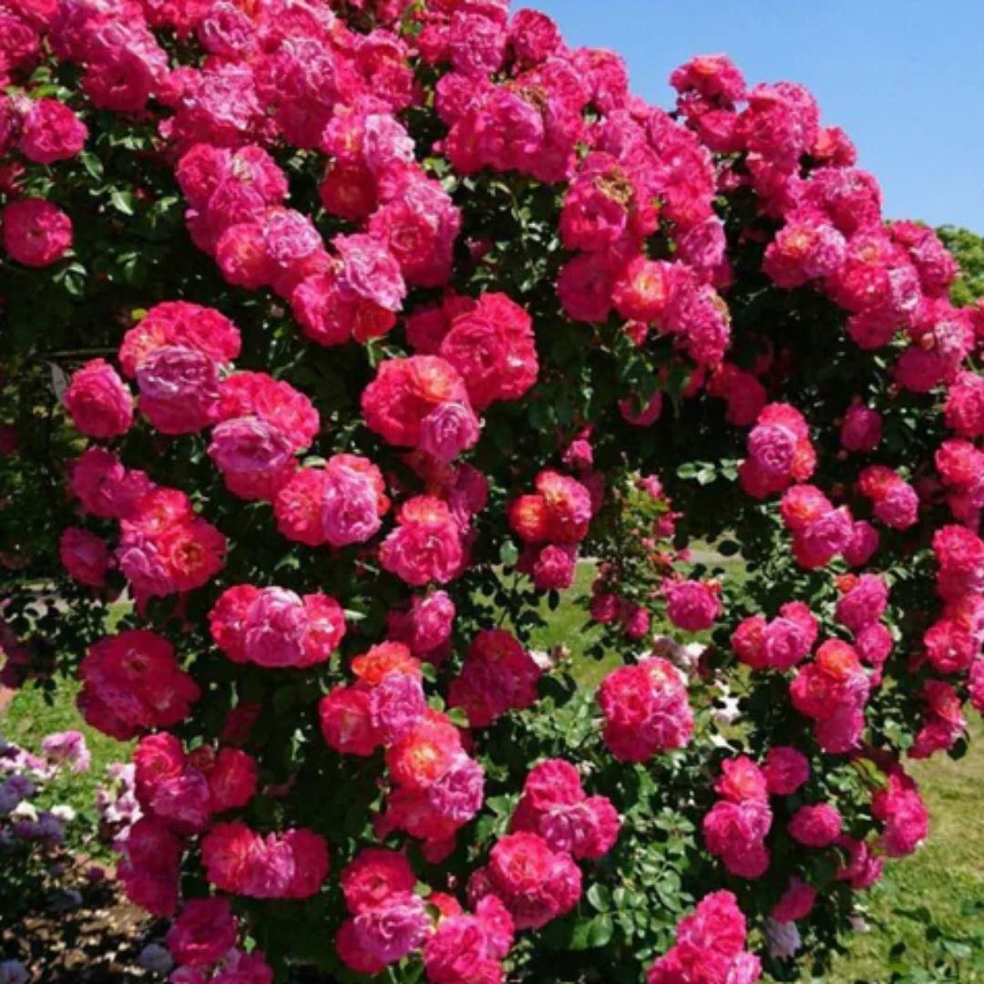 Climbing Rose Flower Seeds + FREE Plant Growth Supplement