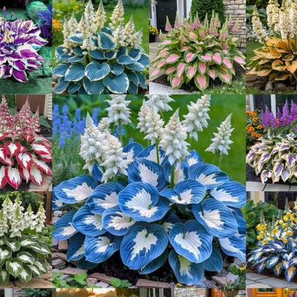 Multicolor Rare Hosta Flowers Seeds + Plant Growth Serum Free