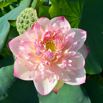 Lotus Tubers