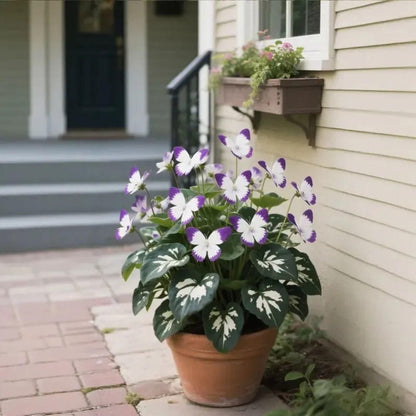 Moonlight Butterfly Flower Seeds🦋 + Free Organic Pot Mix🌱
