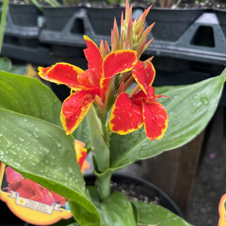 Canna Lily Sprouted Bulbs