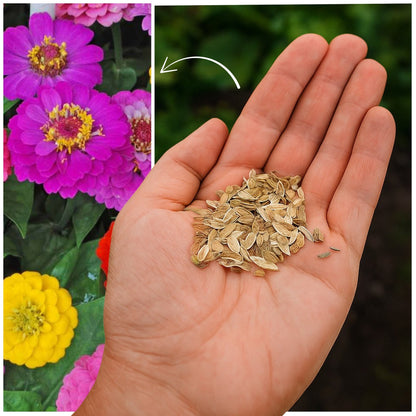🌸Zinnia(Dahlia) Flowers Seeds + Free Plant Growth Supplement🌱 (BUY 1 GET 1 FREE)