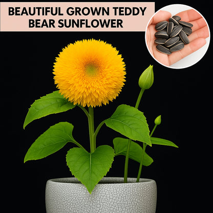 Imported Teddy Bear Sunflower Seeds🌻