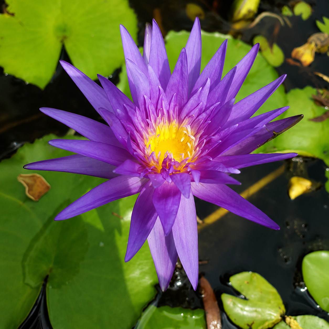 Assorted Tropical Waterlily