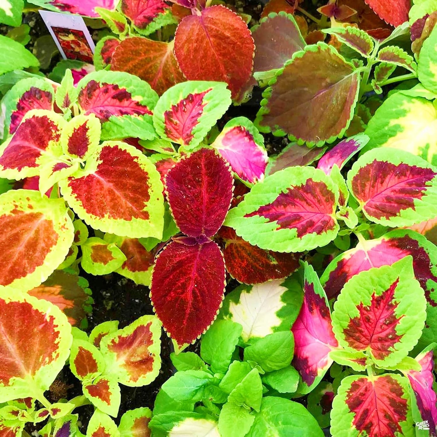Coleus Rainbow Mixed Seeds