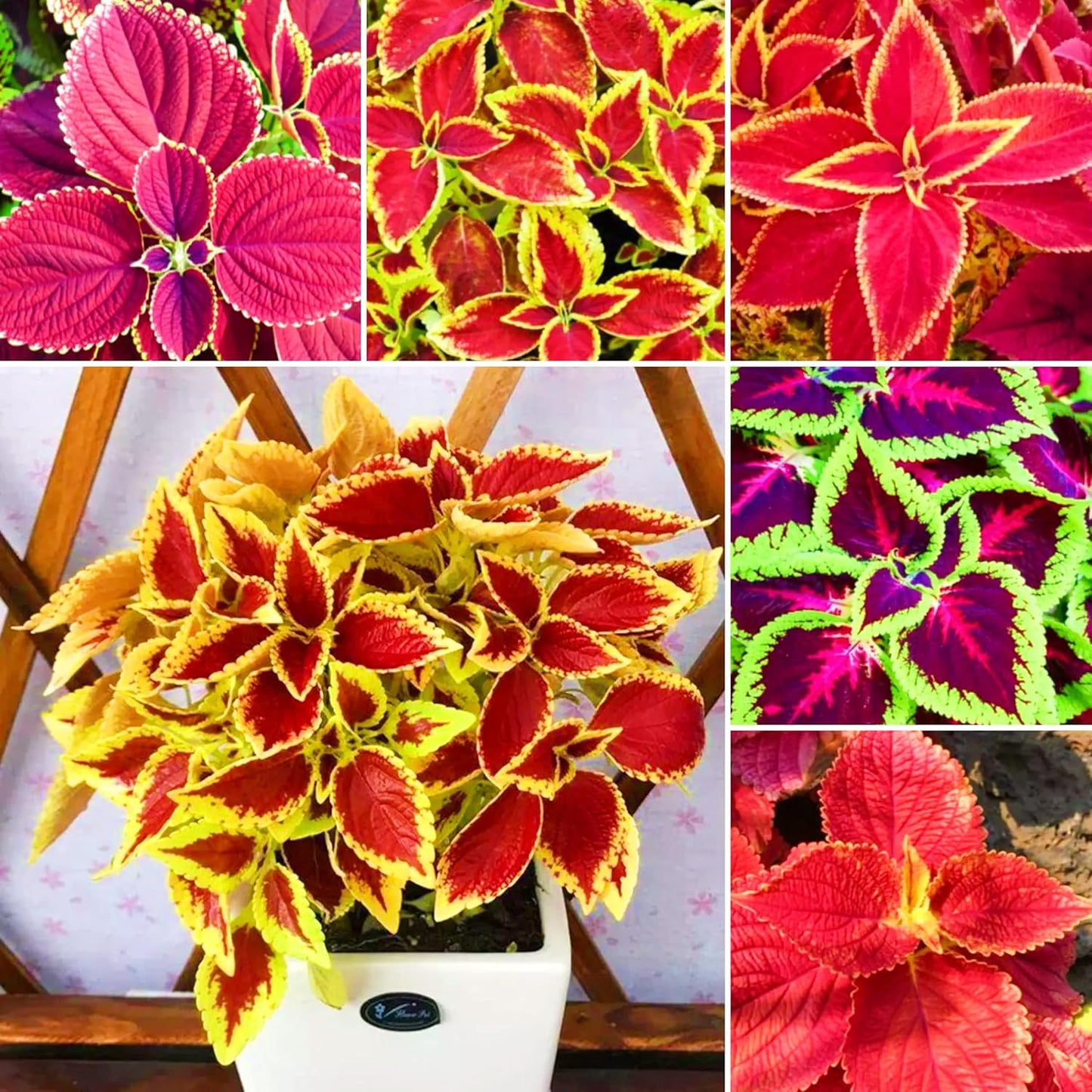 Coleus Rainbow Mixed Seeds
