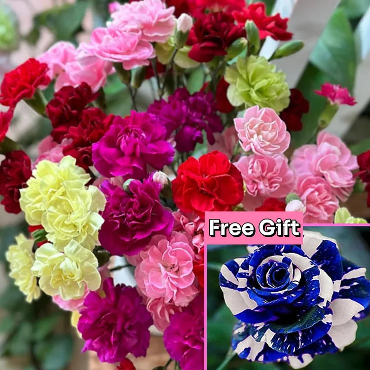Elegant Carnation Seeds 🌸(With Free Potting Mix 100g)