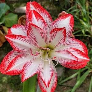 Double Petal Amaryllis Lily Flower Bulb
