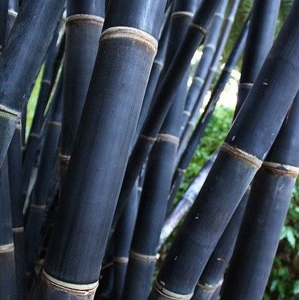 Black Bamboo Seeds