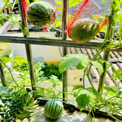 Potted Watermelon Seeds 🍉
