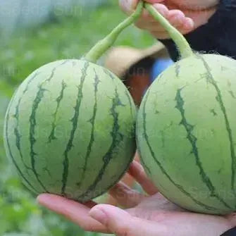 Red Jade Watermelon Seeds
