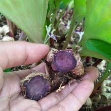 Black Ginger Bulbs
