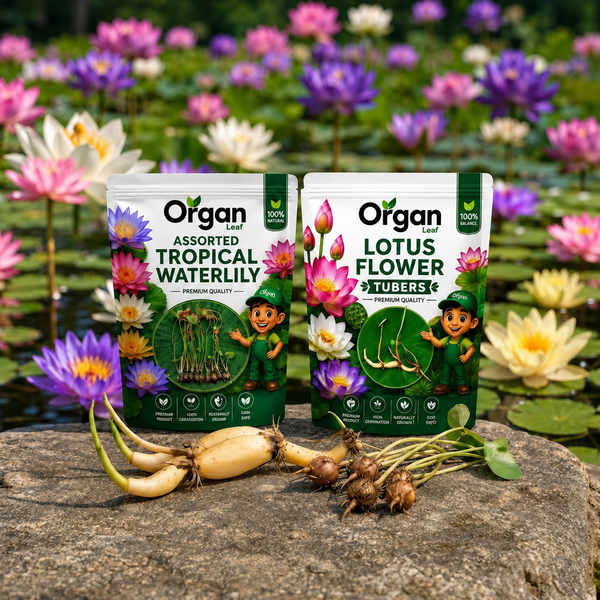 Monsoon Aquatic Plant Combo