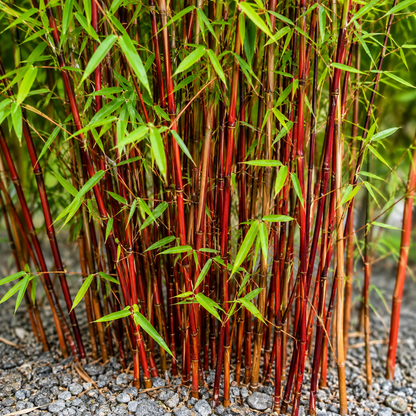 Red Dragon  Bamboo