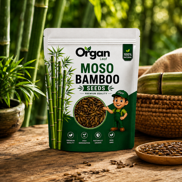 Moso Bamboo  Seeds