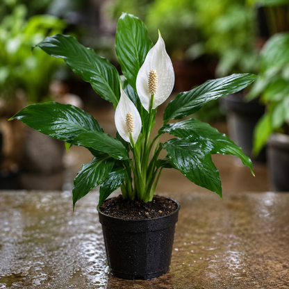 Peace Lily Plant