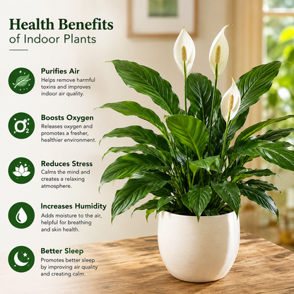 Peace Lily Plant