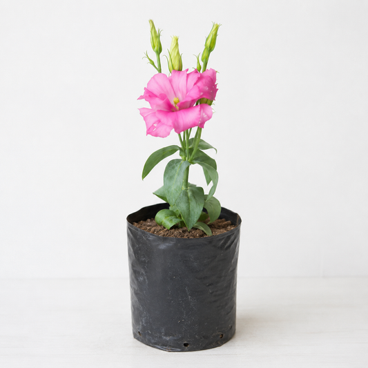Pink Lisianthus Flower Plant