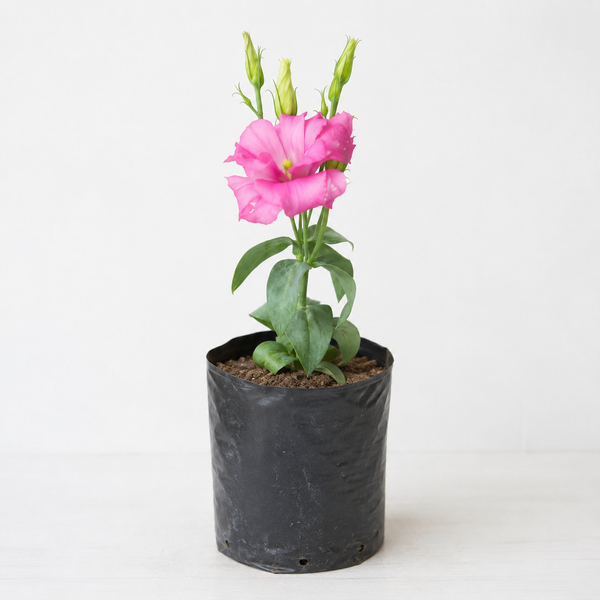 Pink Lisianthus Flower Plant