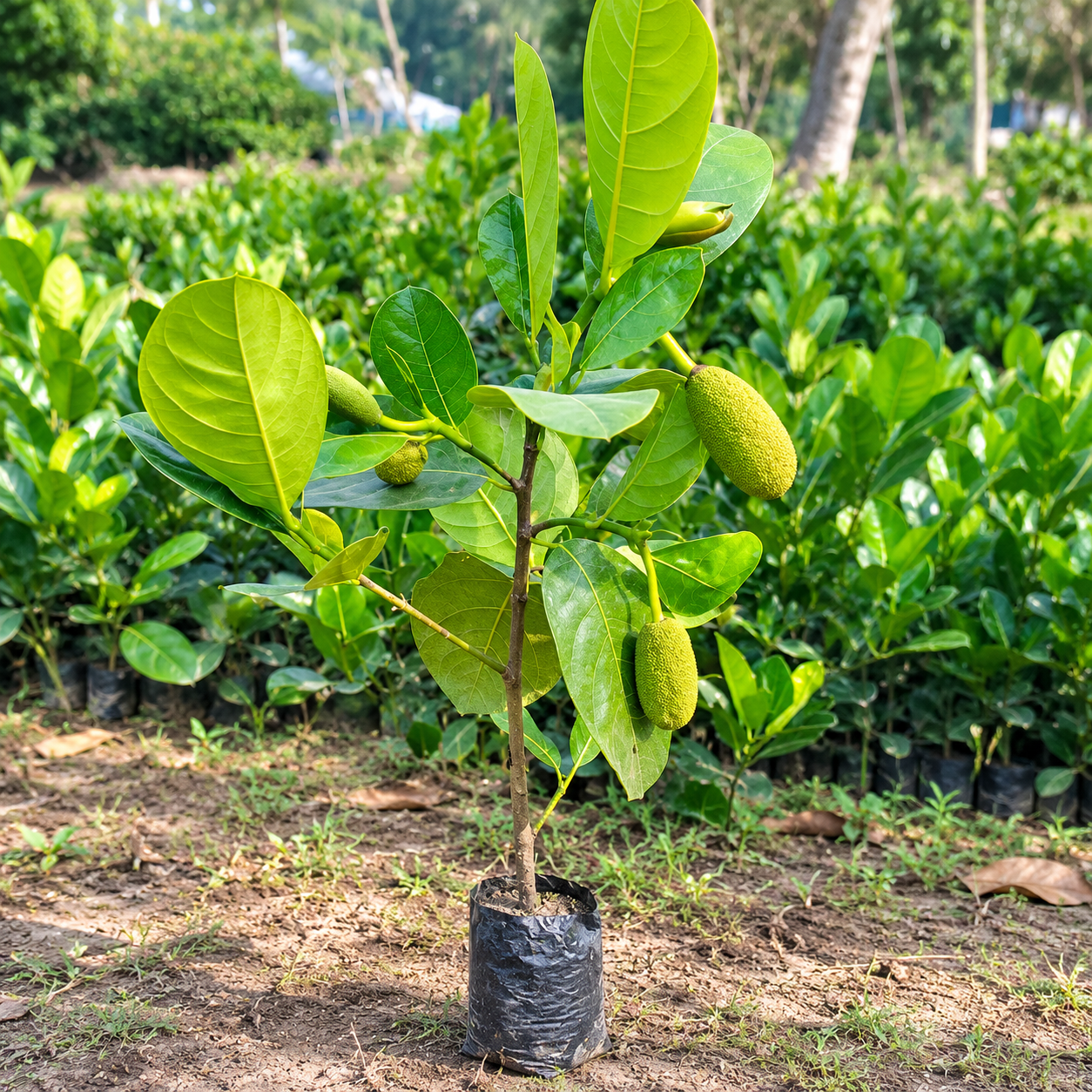 Thai Sweet JackFruit Grafted Plant (All Time Fruit)