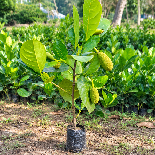 Thai Sweet JackFruit Grafted Plant (All Time Fruit)