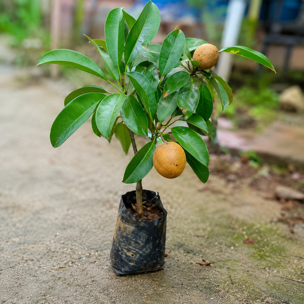 Thai Kalapatti Chiku Grafted Plant