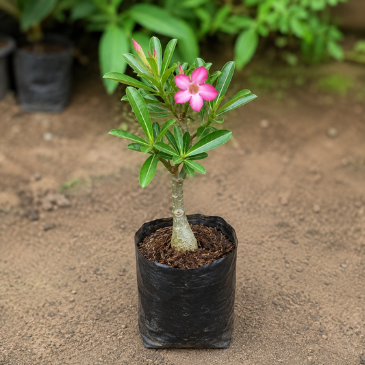 Adanium Multiflorum Live Plant