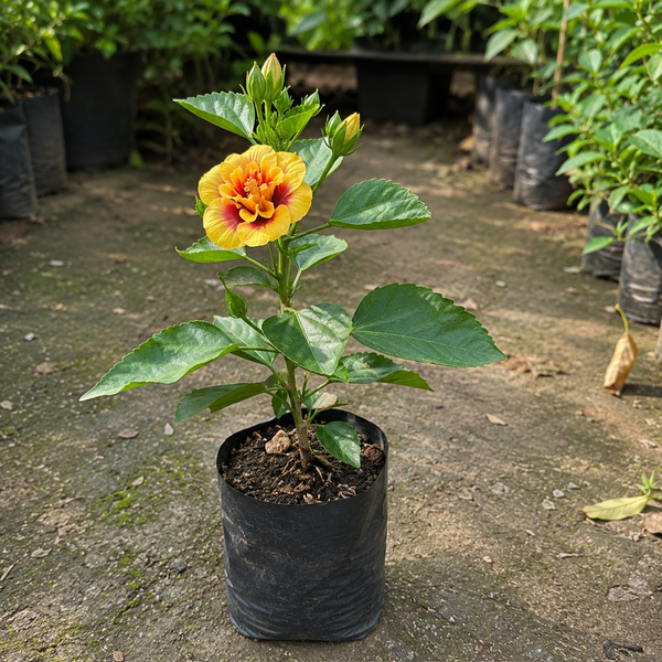 Crown Jellyfish  Hibiscus Plant