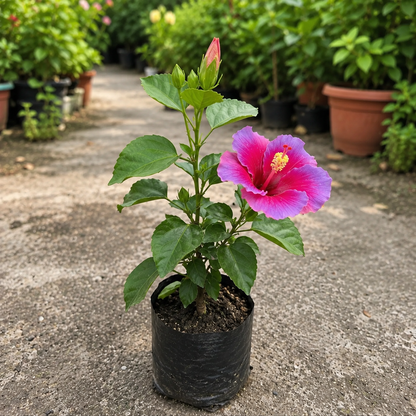 Assorted Hibiscus Plants