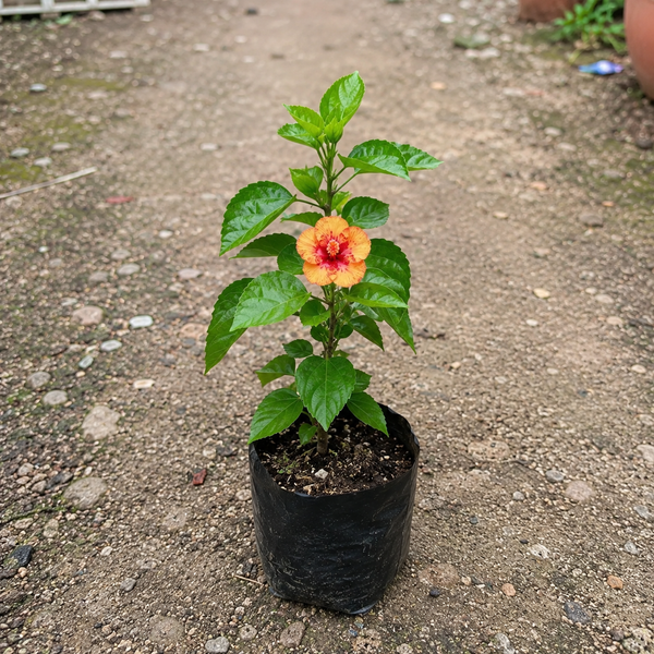Caribbean Raging Fire Hibiscus Plant