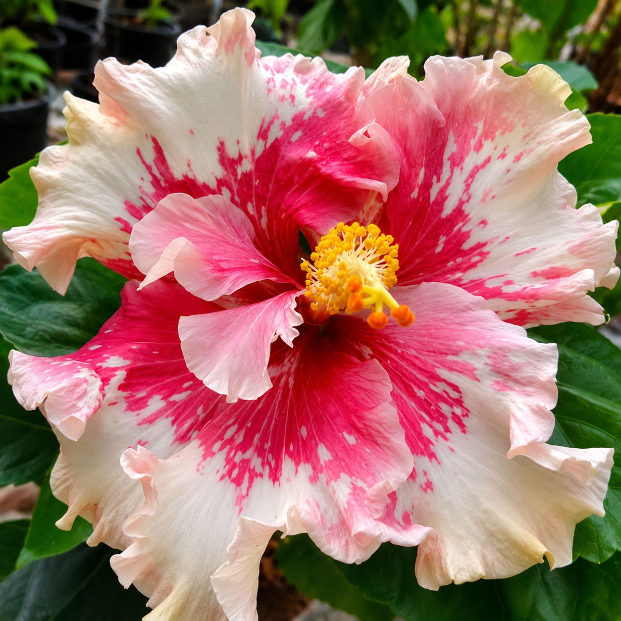 Princess Kaiulani Hibiscus Plant