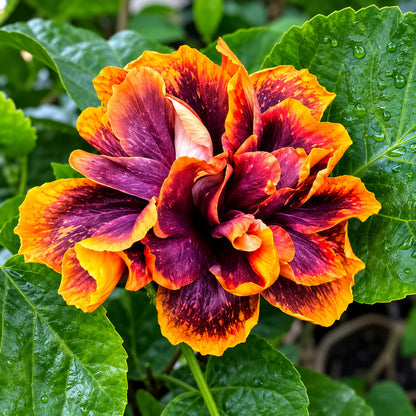 Assorted Hibiscus Plants