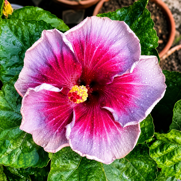 Varuna  Hibiscus Plant