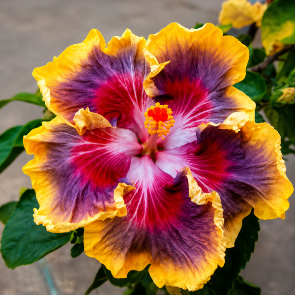 Crish Luk Hibiscus Plant
