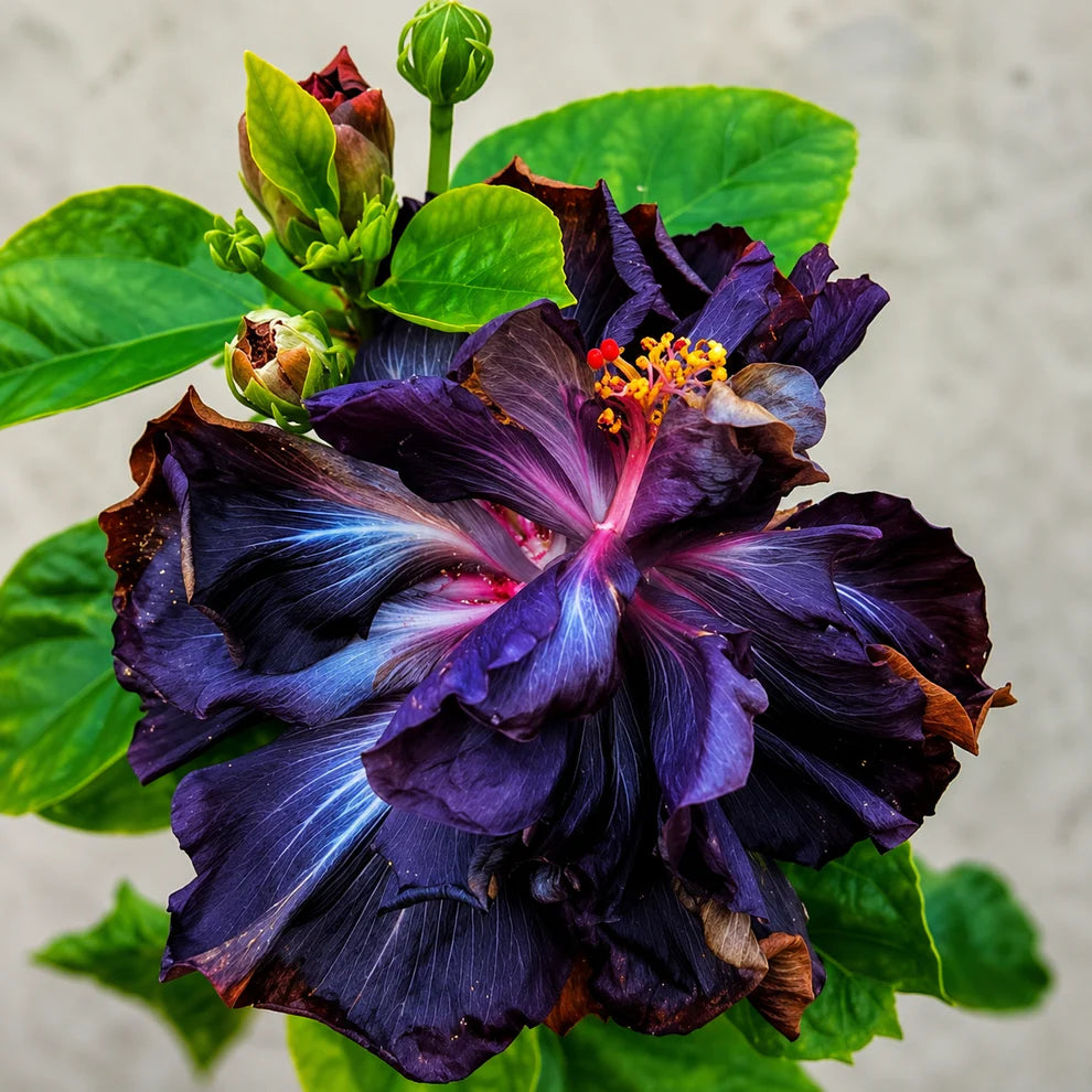 Assorted Hibiscus Plants
