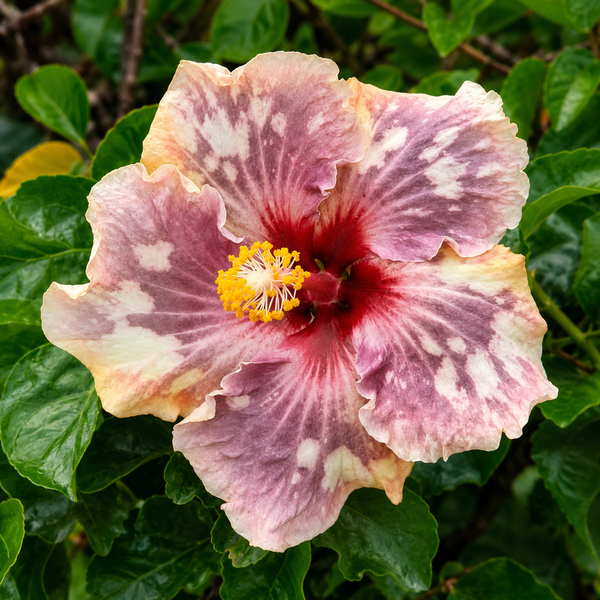 Festival Of Light Hibiscus Plant