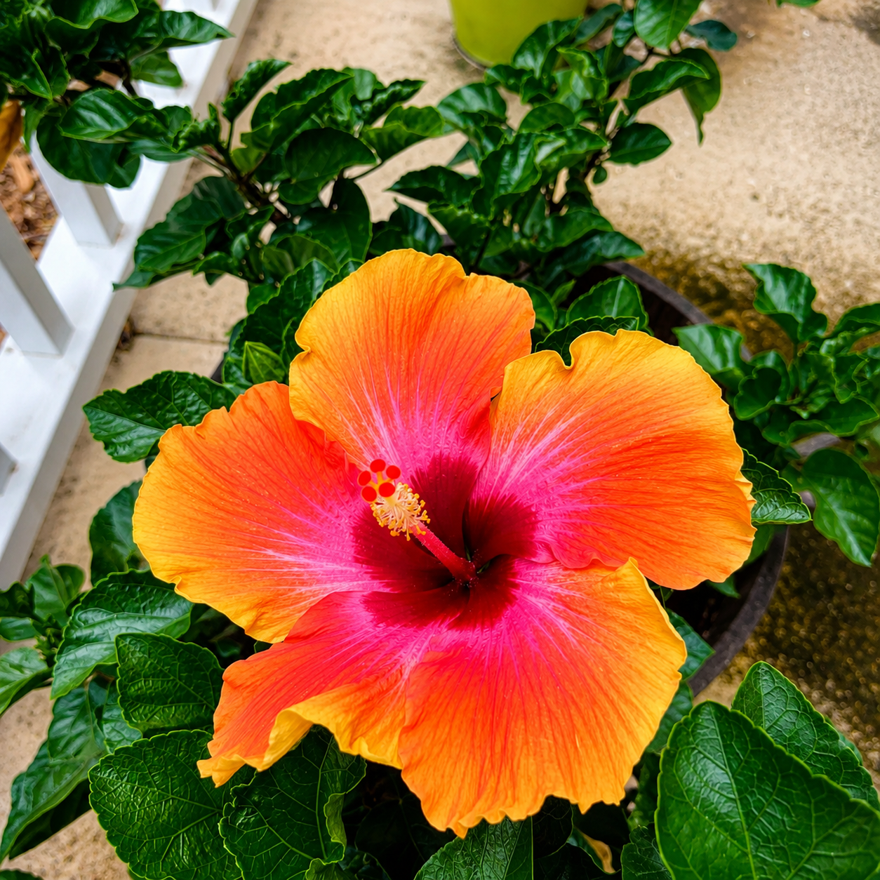 Fiesta Hibiscus  Plant