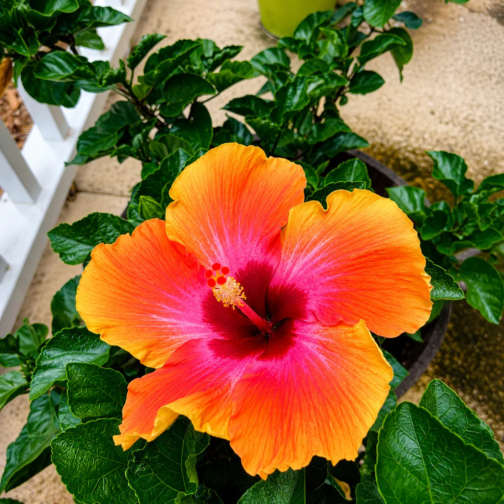 Assorted Hibiscus Plants