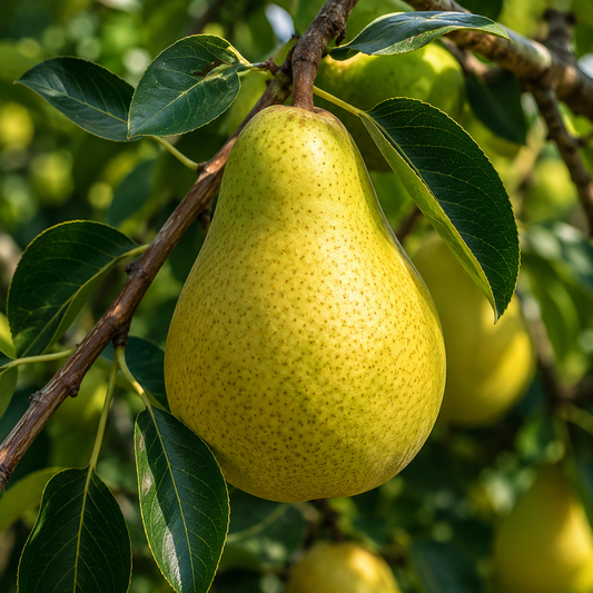 Babugosha/Indian Pear Plant