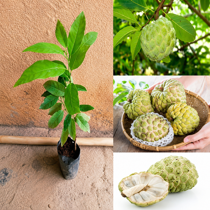 Custard Apple Balanagar (Grafted) Plant