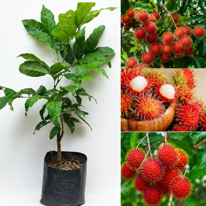 Rambutan Fruit Plant