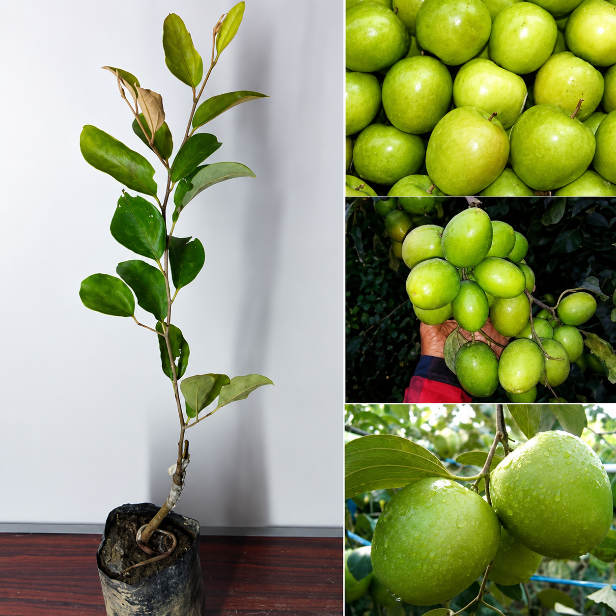 Indian Jujube Fruit  Grafted Plant