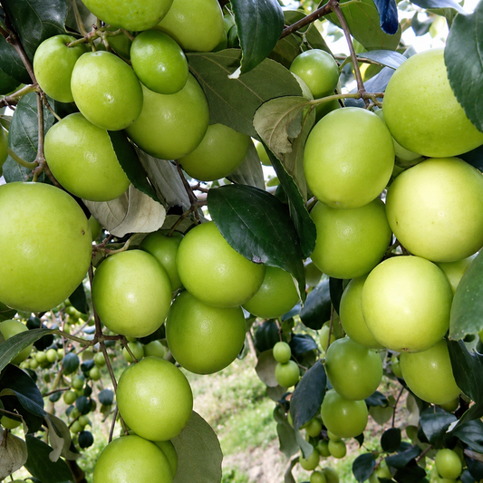 Indian Jujube Fruit  Grafted Plant