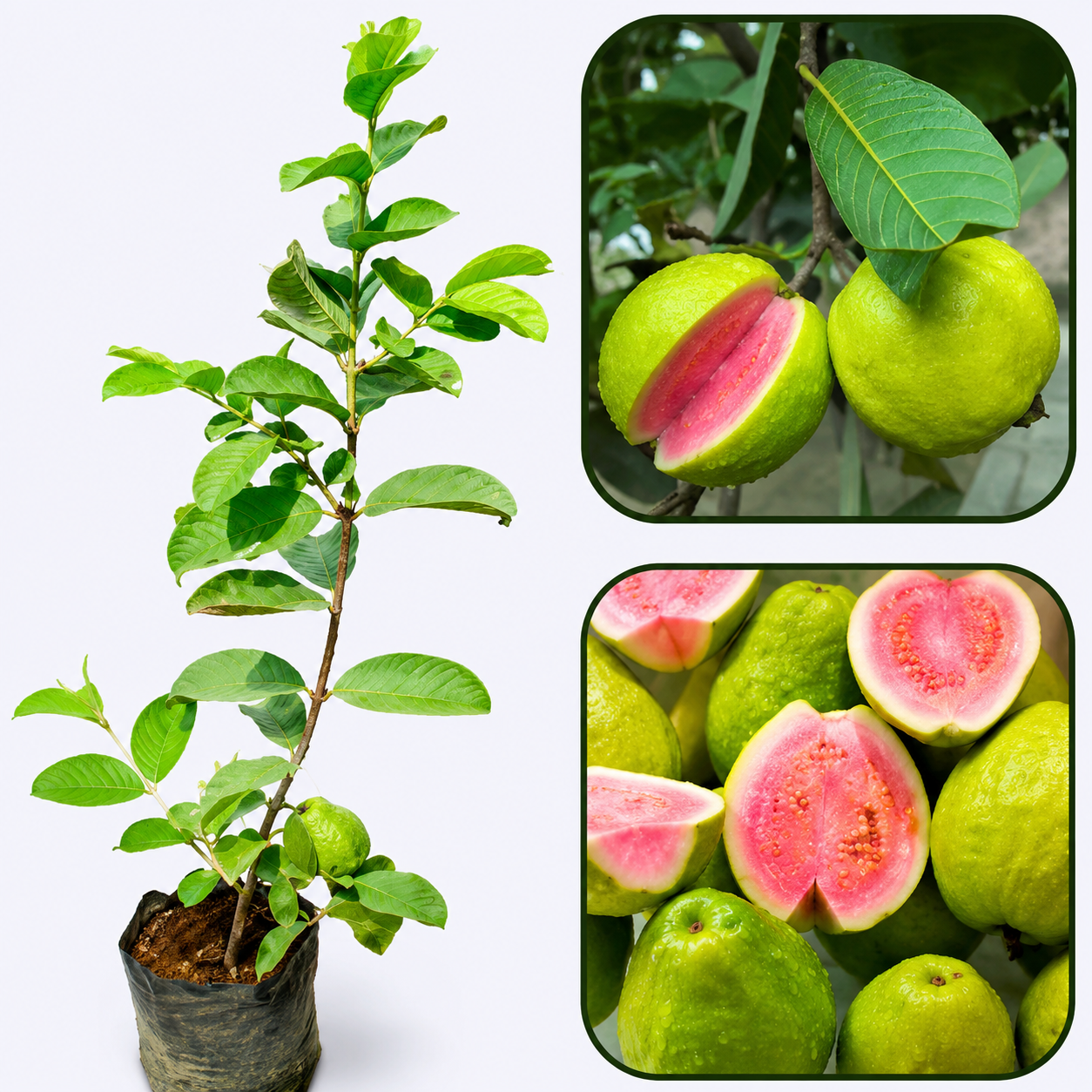Arka Kiran  Guava ((Pink sweet flesh ) )Grafted  Plants